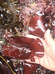 Constantinea simplex