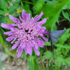 Crocota peletieraria