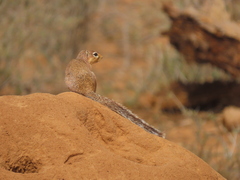 Xerus rutilus