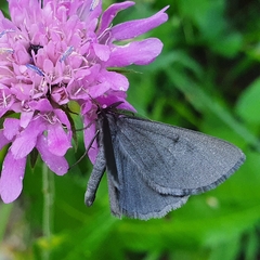 Crocota peletieraria