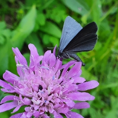 Crocota peletieraria