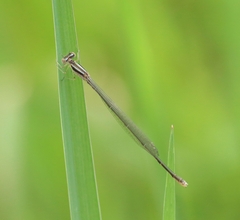 Aciagrion