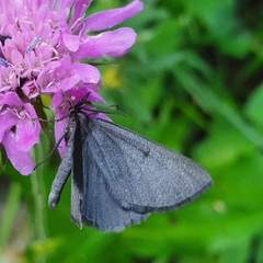 Crocota peletieraria