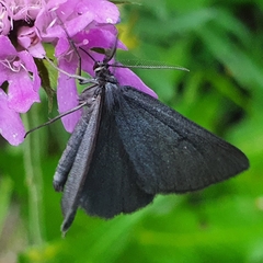 Crocota peletieraria