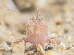 Menaethius monoceros