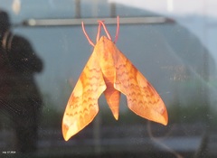 Clanis undulosa