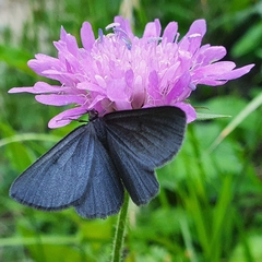 Crocota peletieraria