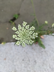 Daucus carota