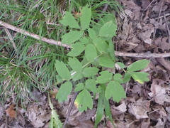 Aquilegia canadensis