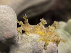 Marionia viridescens