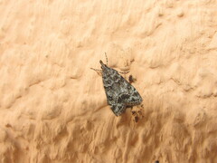 Eudonia mercurella