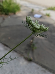 Daucus carota