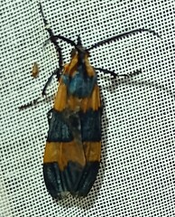 Correbidia calopteridia