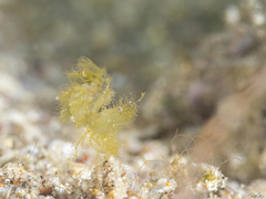 Phycocaris simulans