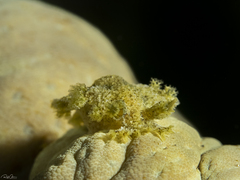 Marionia viridescens