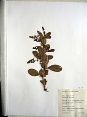 Berberis amurensis
