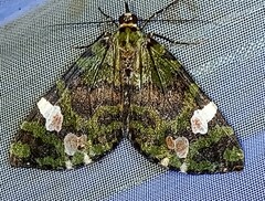 Hydriomena polyphonta