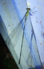 Mecistogaster modesta