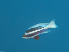 Pseudanthias taeniatus