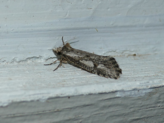 Acrolophus variabilis