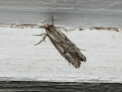 Acrolophus variabilis