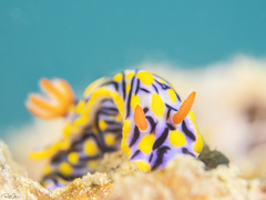 Hypselodoris nigrostriata
