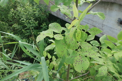Diplocarpon
