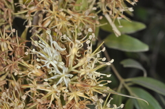 Tripodanthus acutifolius