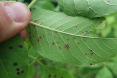 Diplocarpon