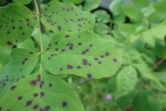 Diplocarpon
