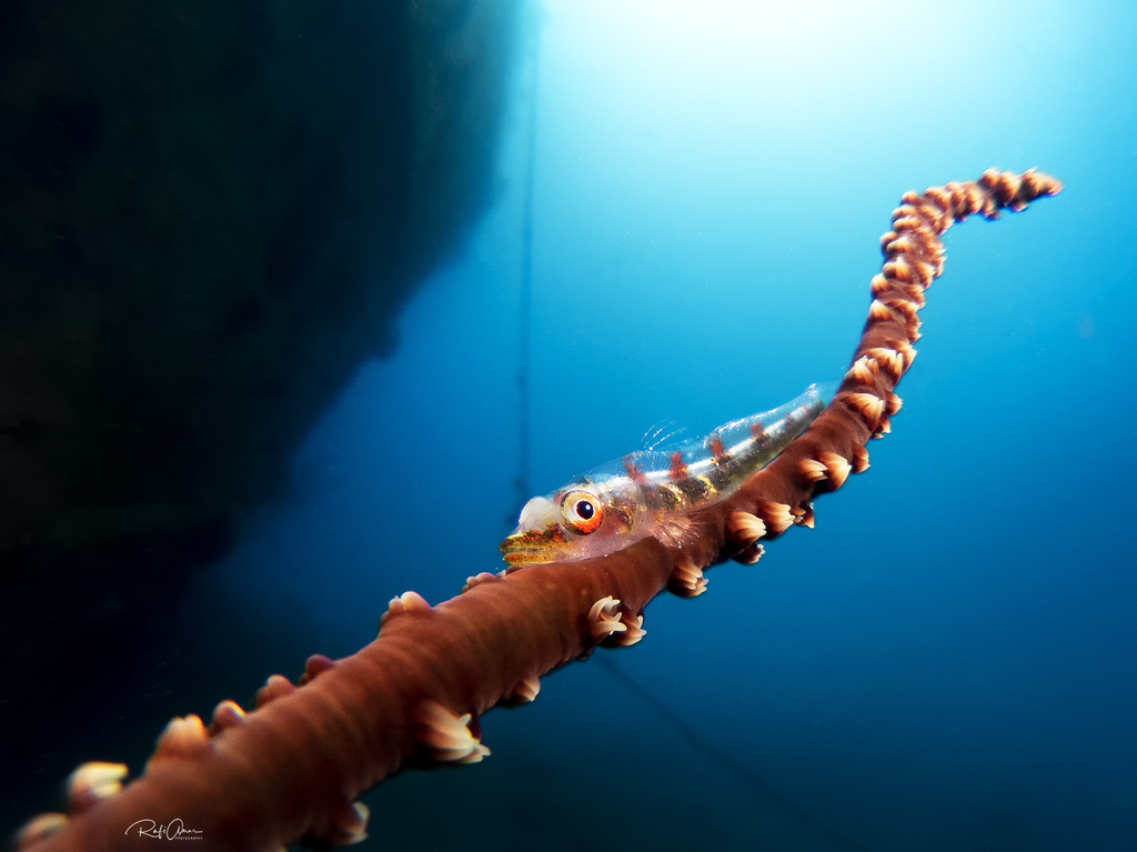 Sea whip goby (Bryaninops yongei) — Gobiidae