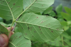 Diplocarpon