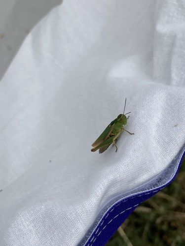 Common green grasshopper