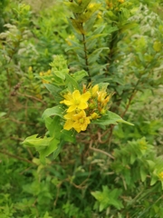 Hypericum foliosum