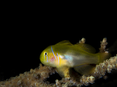 Gobiodon citrinus