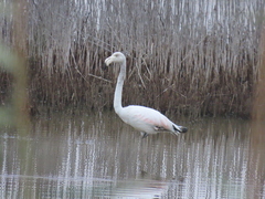 Phoenicopterus roseus
