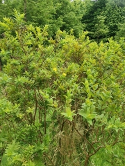 Hypericum foliosum