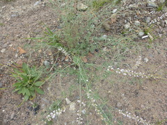 Astragalus melilotoides