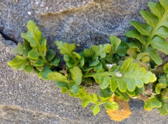 Asplenium marinum