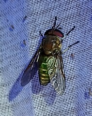 Dichelacera scapularis