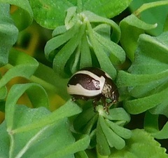 Zygogramma suturalis