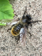 Laphria flava