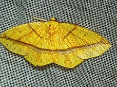 Periclina syctaria