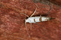 Argyresthia curvella