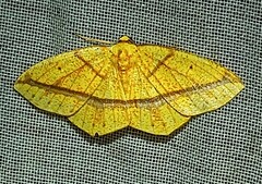 Periclina syctaria