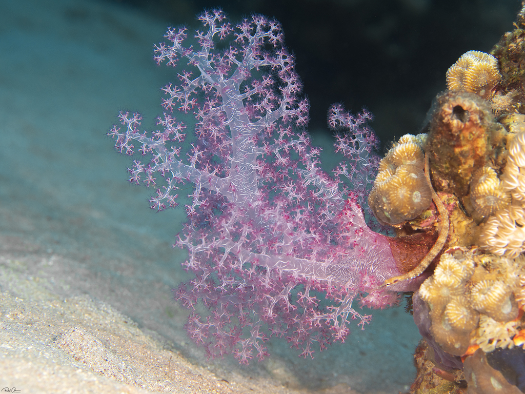 Photo of Broccoli coral (Dendronephthya hemprichi)