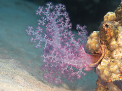 Dendronephthya hemprichi