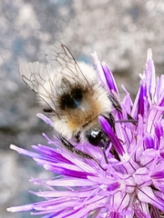 Bombus sylvarum
