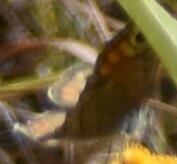 Lasiommata schakra