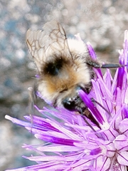 Bombus sylvarum